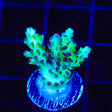 Laura's Purple Polyp Acropora Coral