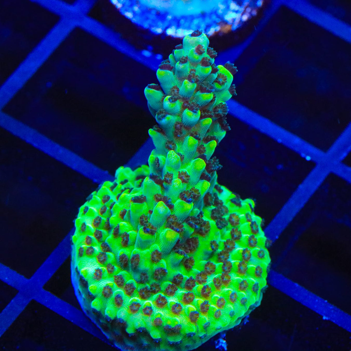Laura's Purple Polyp Acropora Coral
