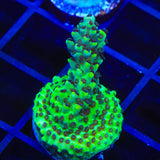 Laura's Purple Polyp Acropora Coral