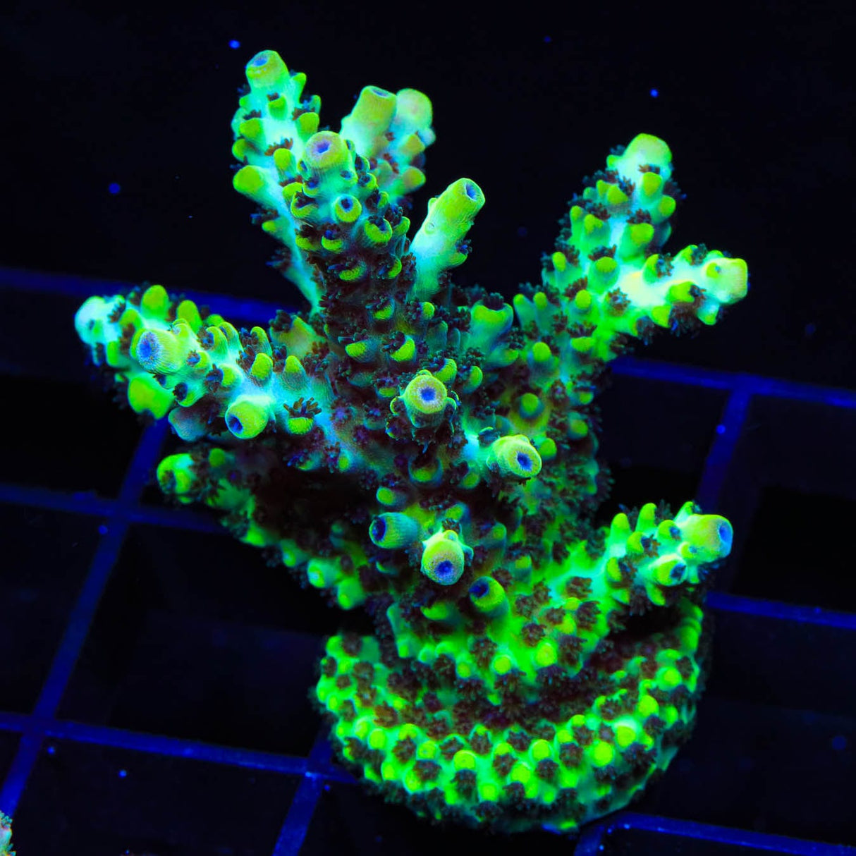 Laura's Purple Polyp Acropora Coral