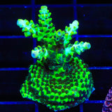 Laura's Purple Polyp Acropora Coral