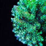 Laura's Purple Polyp Acropora Coral