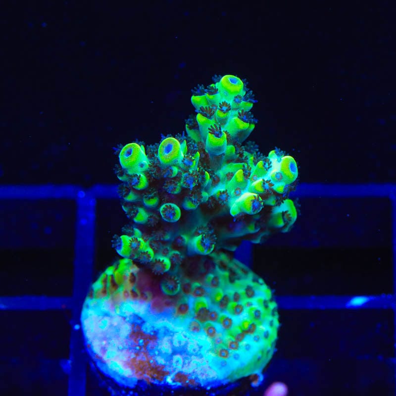 Laura's Purple Polyp Coral