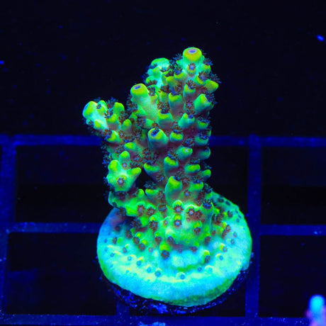 Laura's Purple Polyp Coral