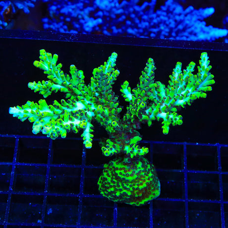 Lauras Purple Polyp Acropora Colony Coral