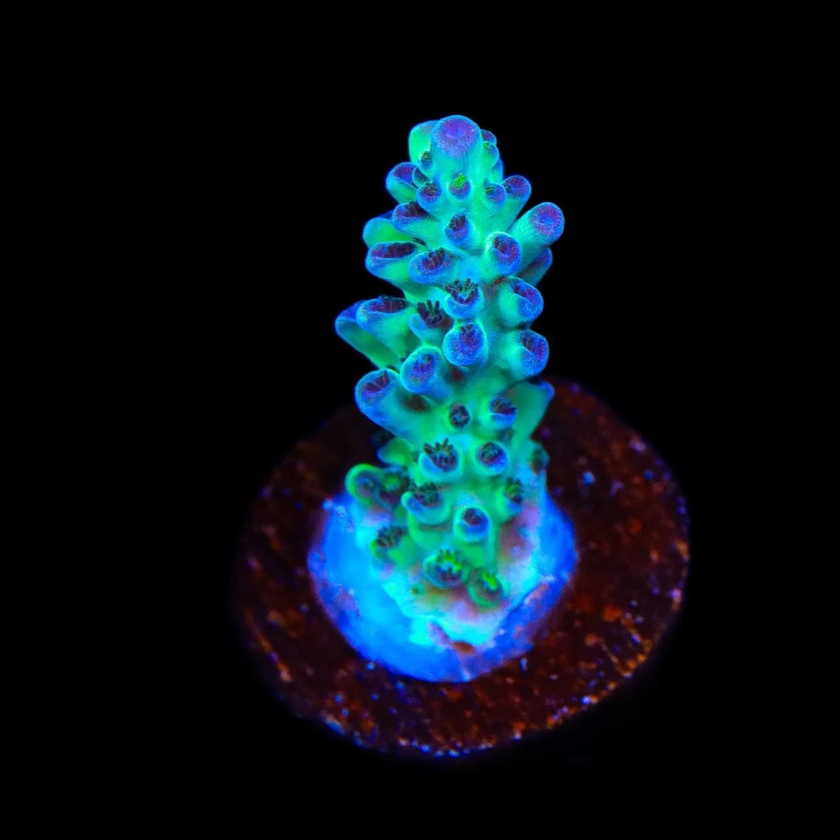 Lauras Purple Polyp Acropora Coral