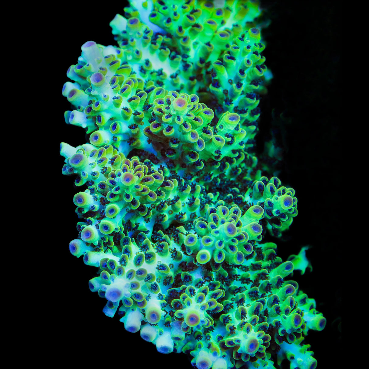 Lauras Purple Polyp Acropora Coral