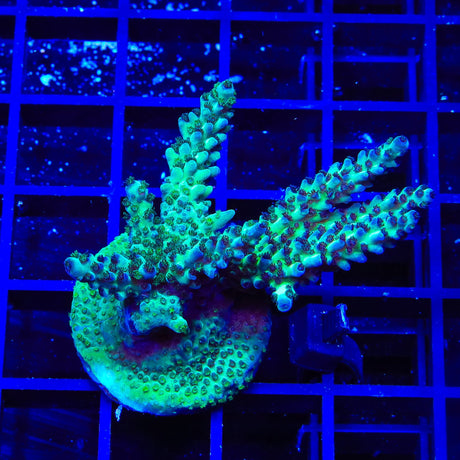 Lauras Purple Polyp Acropora Coral