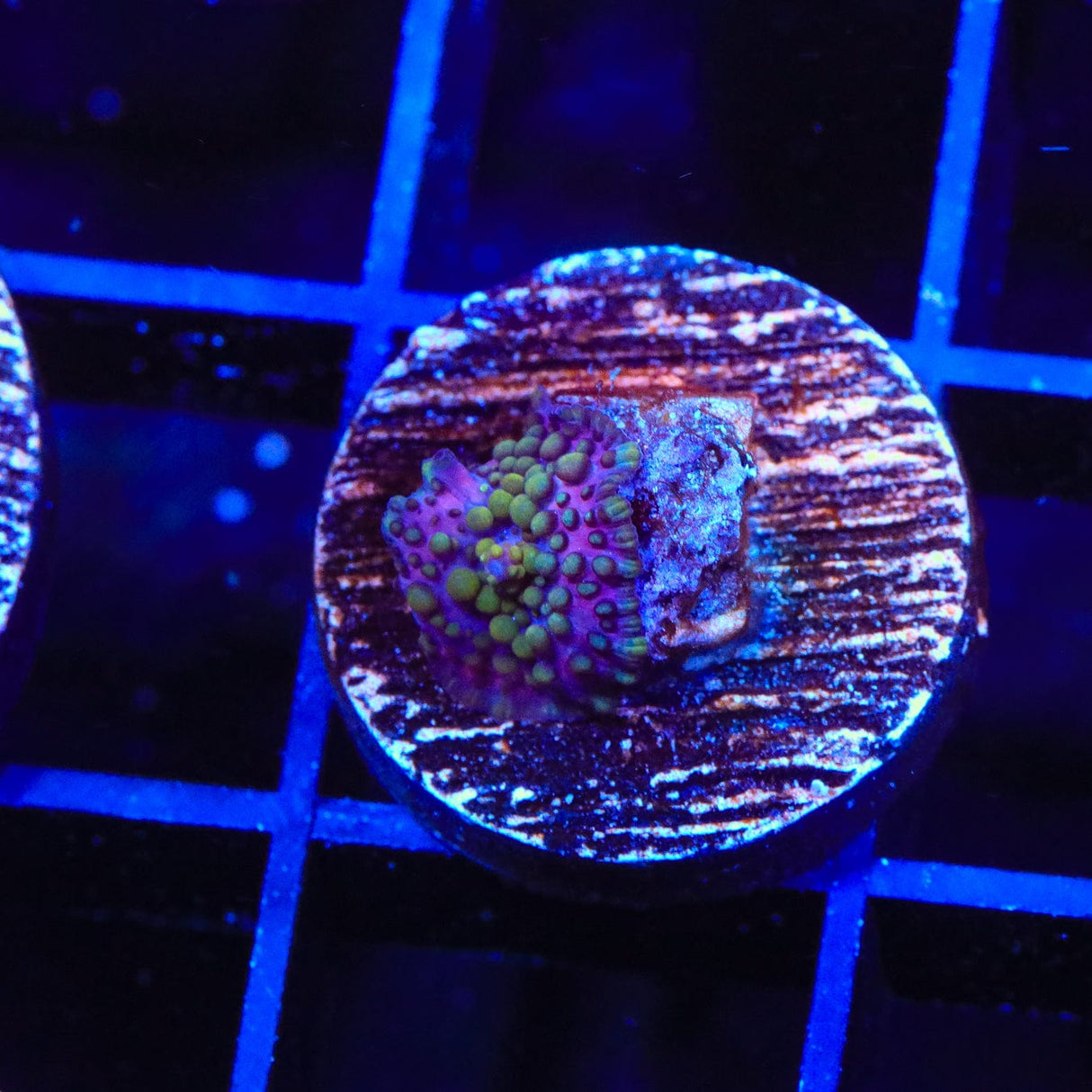 Lava Lamp Mushroom Coral