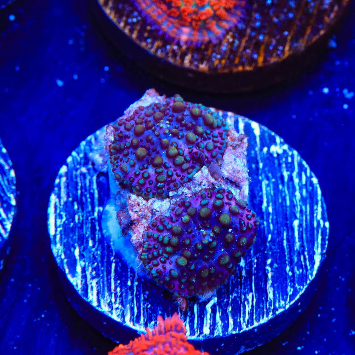 Lava Lamp Mushroom Coral