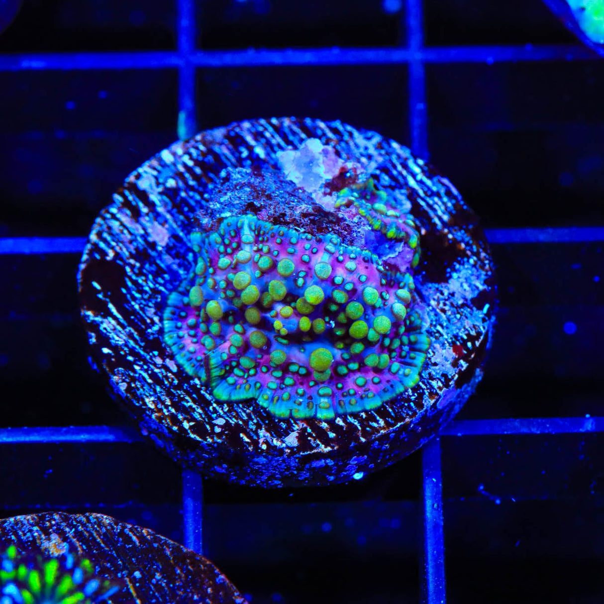 Lava Lamp Mushroom Coral