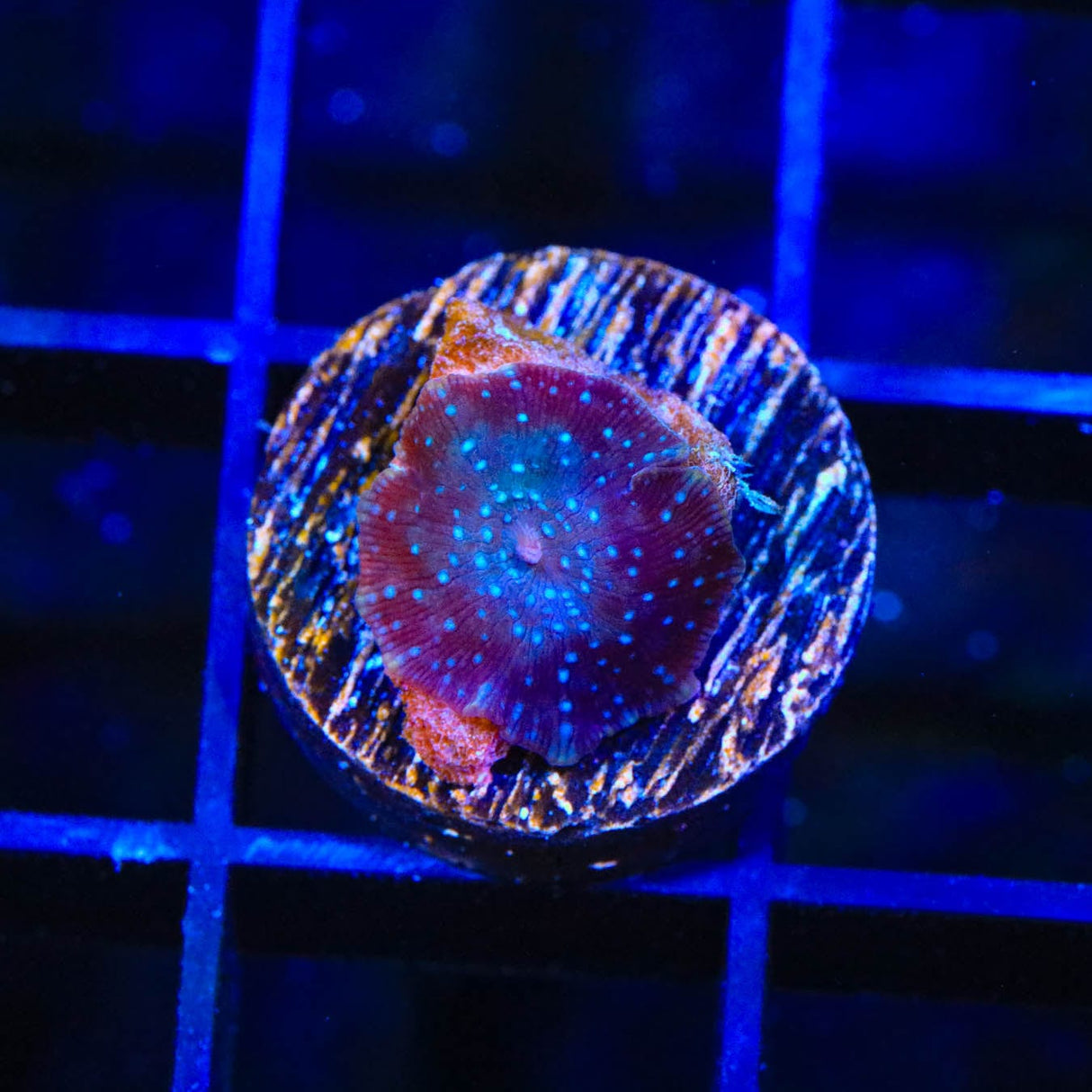 Lava Lamp Mushroom Coral