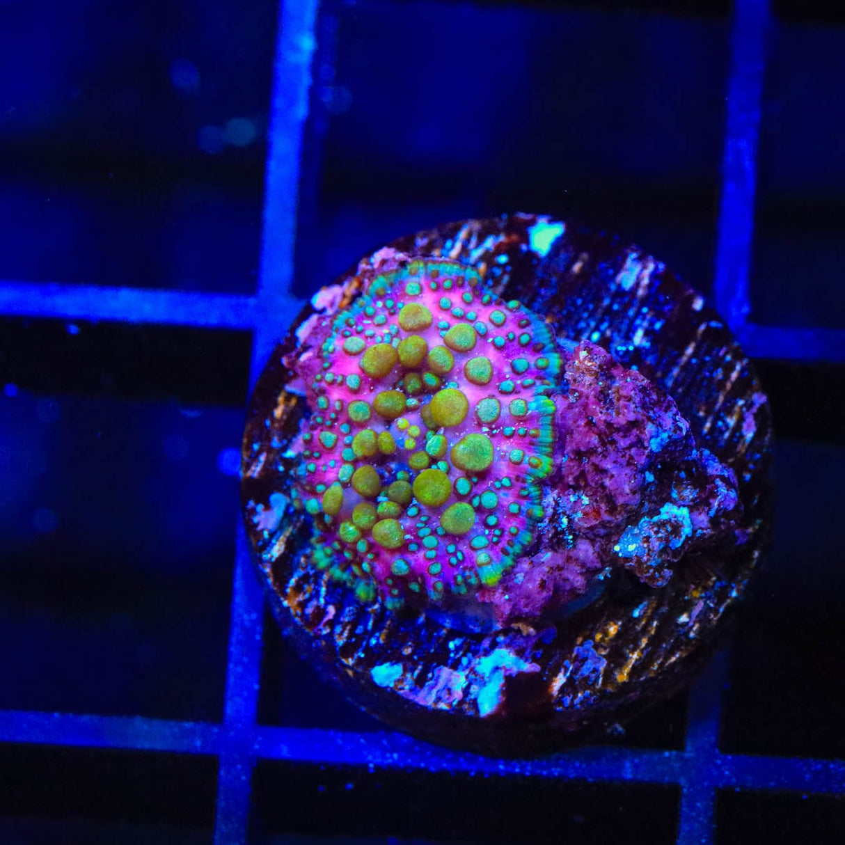 Lava Lamp Mushroom Coral