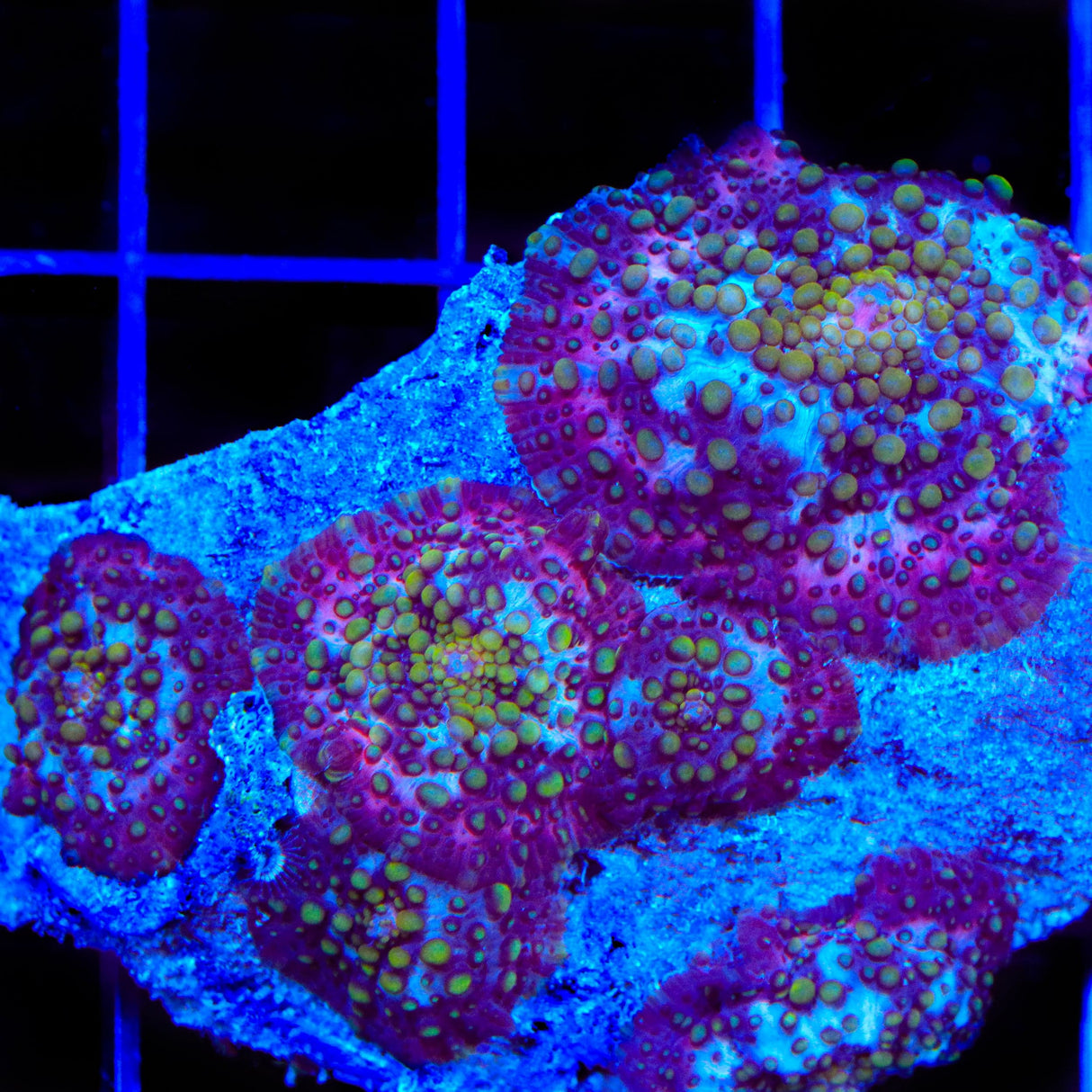 Lava Lamp Mushroom Coral