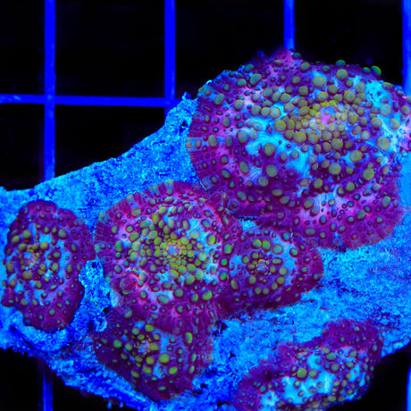 Lava Lamp Mushroom Coral