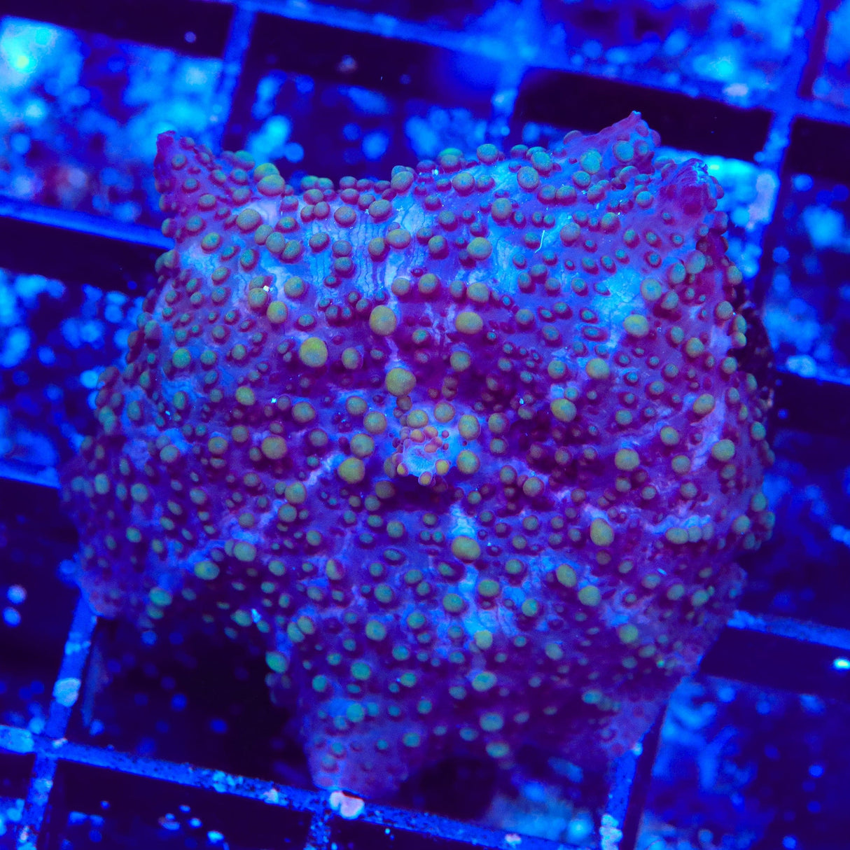 Lava Lamp Mushroom Coral