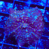 Lava Lamp Mushroom Coral