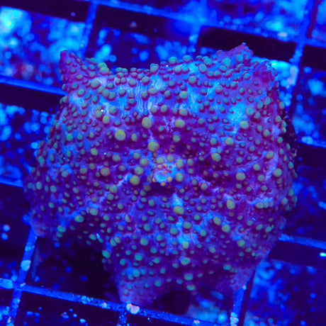 Lava Lamp Mushroom Coral
