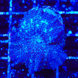 Lava Lamp Mushroom Coral