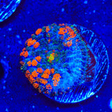 Lava the Hut Mushroom Coral