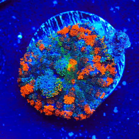 Lava the Hut Mushroom Coral