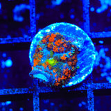 Lava the Hut Mushroom Coral