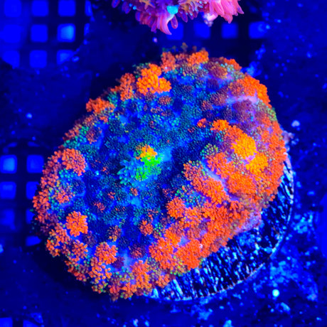 Lava the Hut Mushroom Coral