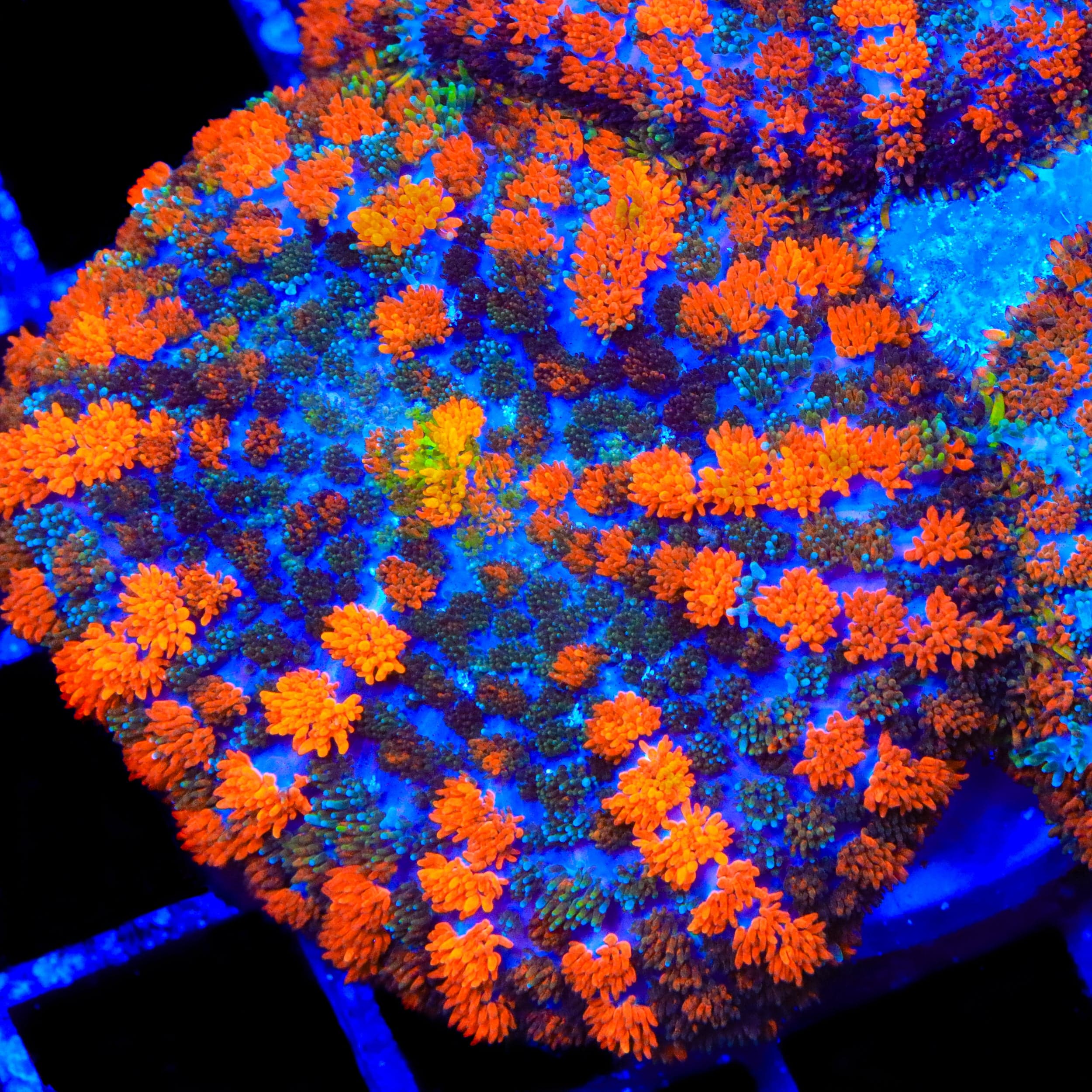 Lava the Hut Mushroom Coral