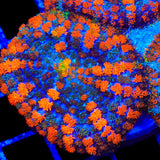 Lava the Hut Mushroom Coral
