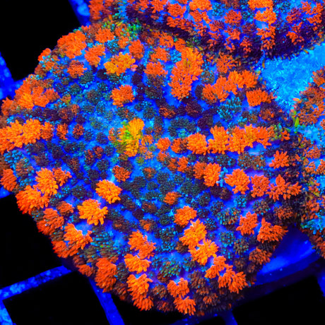 Lava the Hut Mushroom Coral