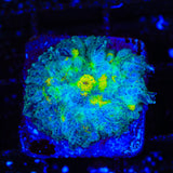 Lemon Ice Mushroom Coral