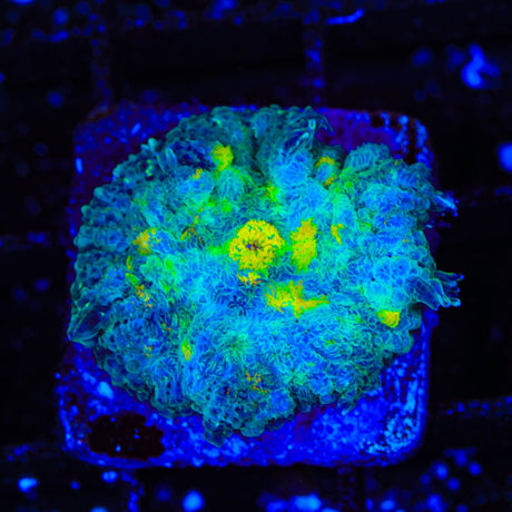 Lemon Ice Mushroom Coral