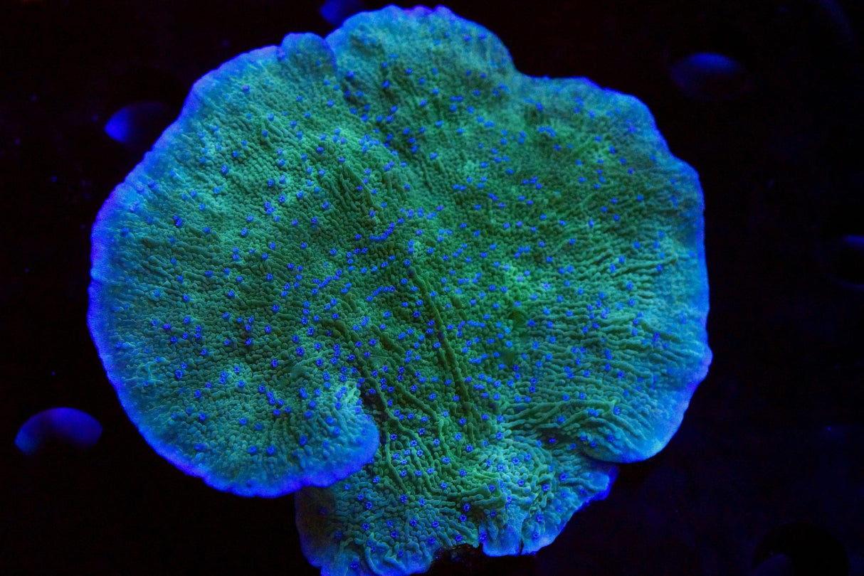 Leng Sy Monti Cap Coral XL