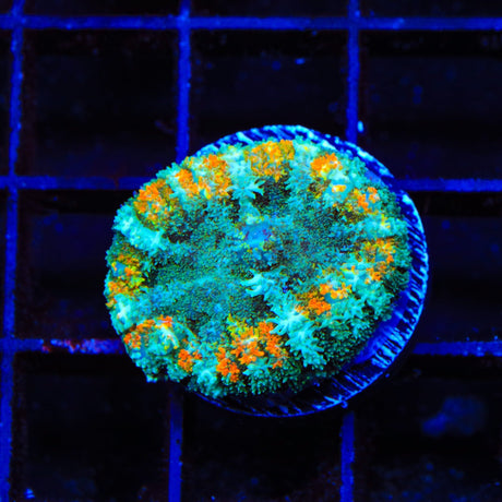 Leopard Stripe Mushroom Coral