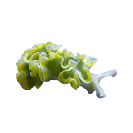 Lettuce Nudibranch