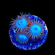 Lich King Zoanthids Coral