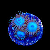 Lich King Zoanthids Coral