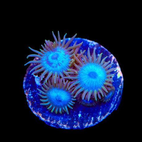 Lich King Zoanthids Coral