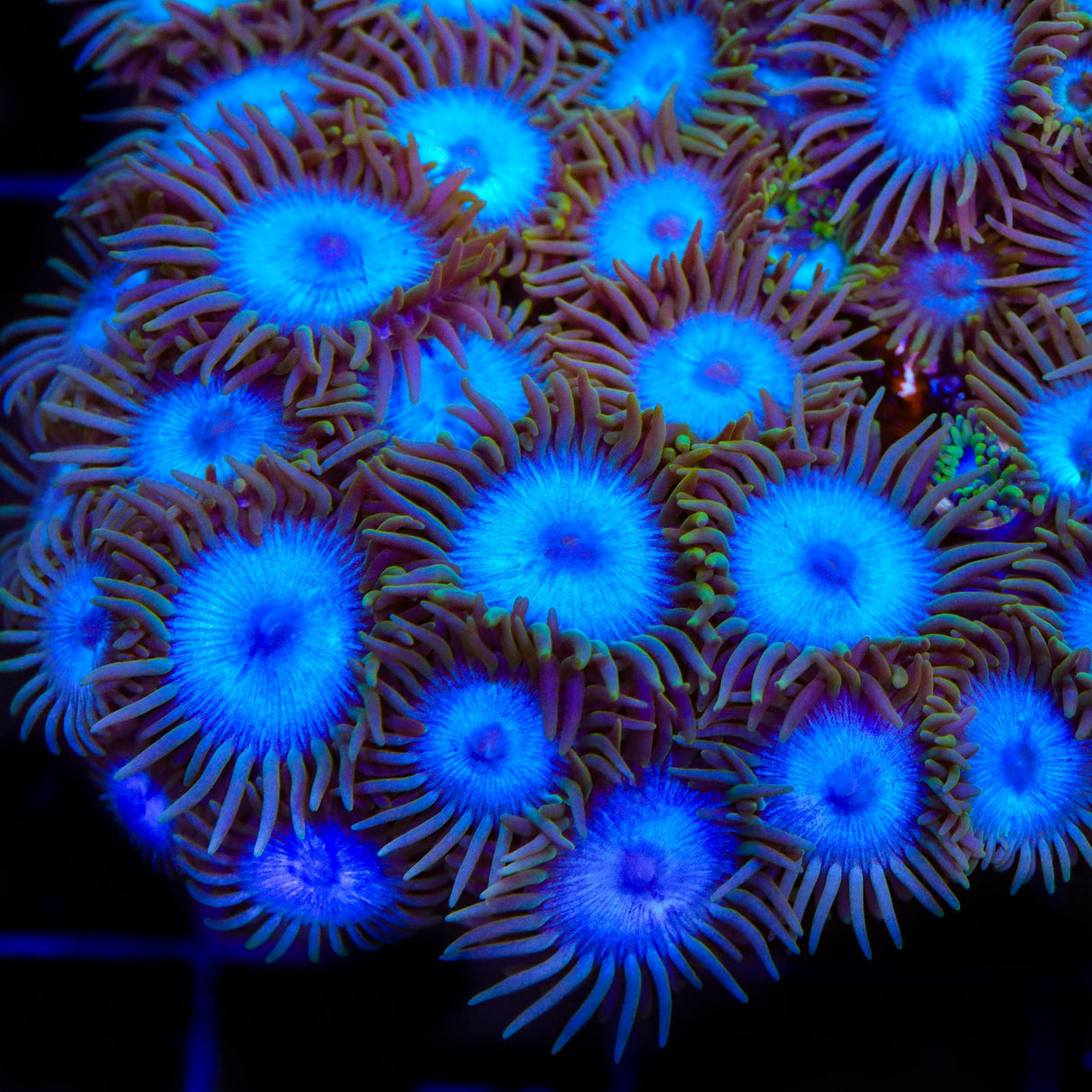 Lich King Zoanthids Coral