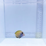 Lieutenant Tang (Acanthurus tennentii)