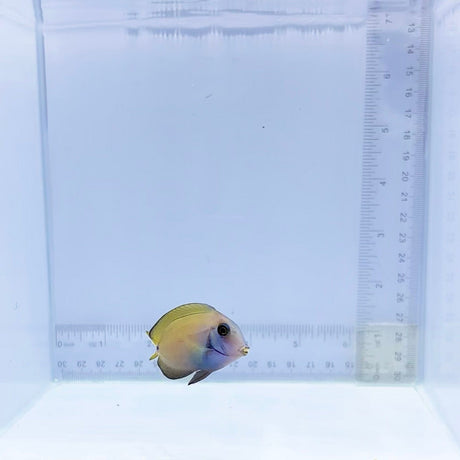 Lieutenant Tang (Acanthurus tennentii)