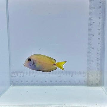 Lieutenant Tang (Acanthurus tennentii)