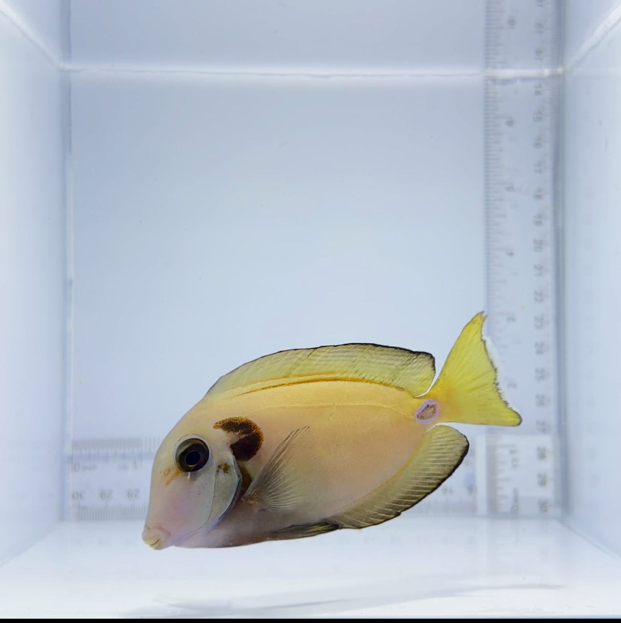 Lieutenant Tang Fish