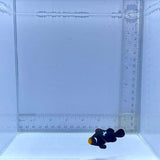 Lightning Midnight Clown Fish