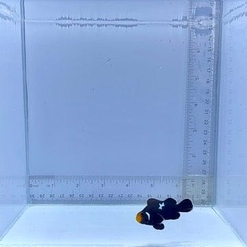 Lightning Midnight Clown Fish