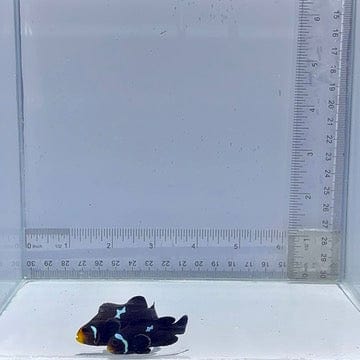Lightning Midnight Clown Fish Pair