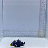 Lightning Midnight Clown Fish Pair