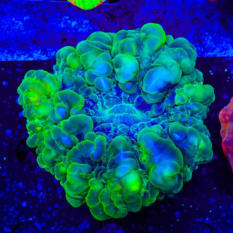 Lime Cynarina Coral