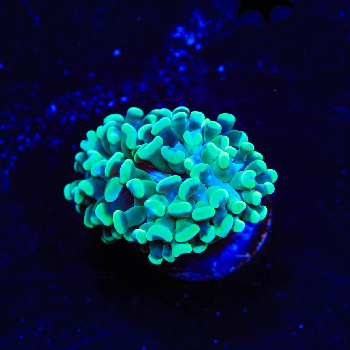 Lime Hammer Coral
