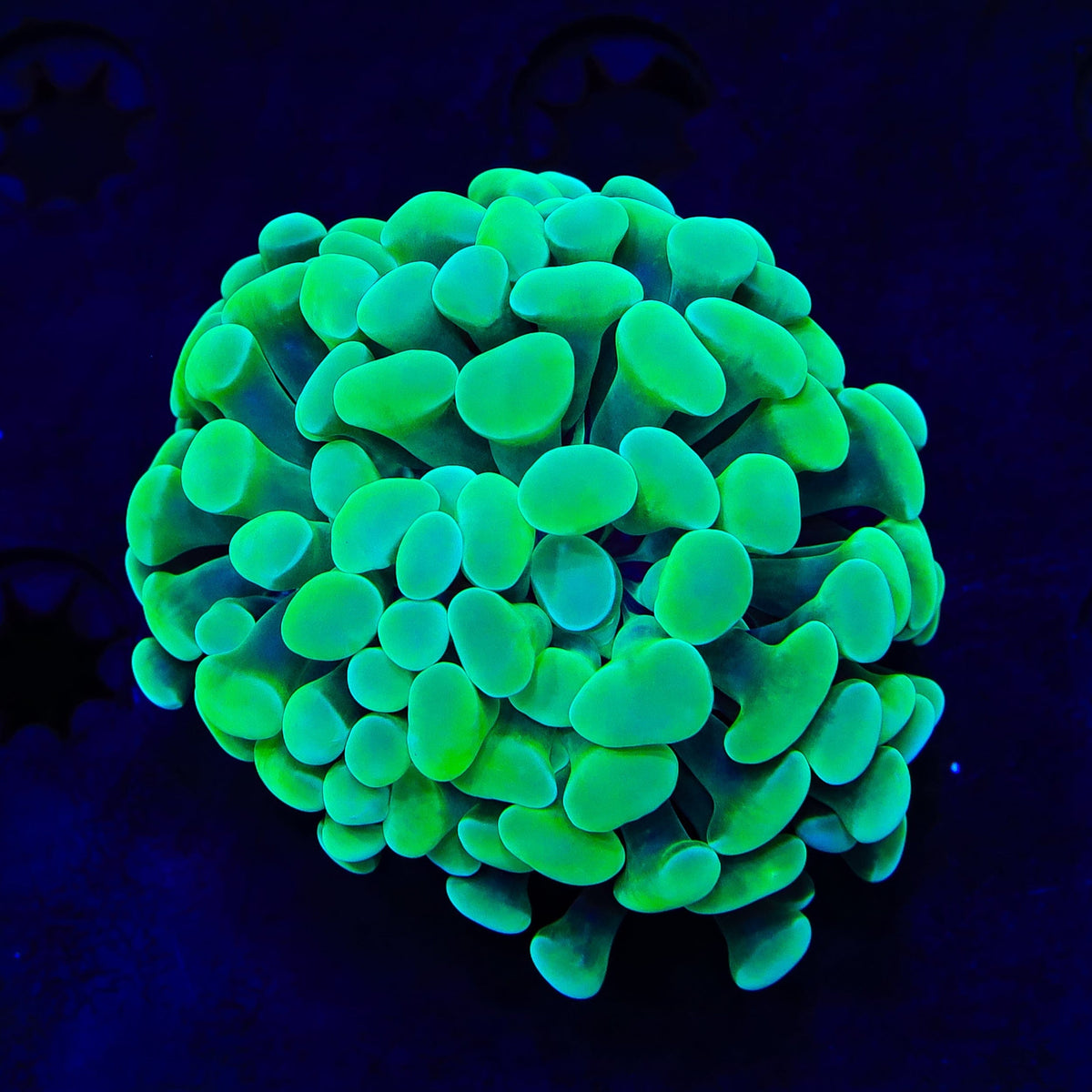Lime Hammer Coral